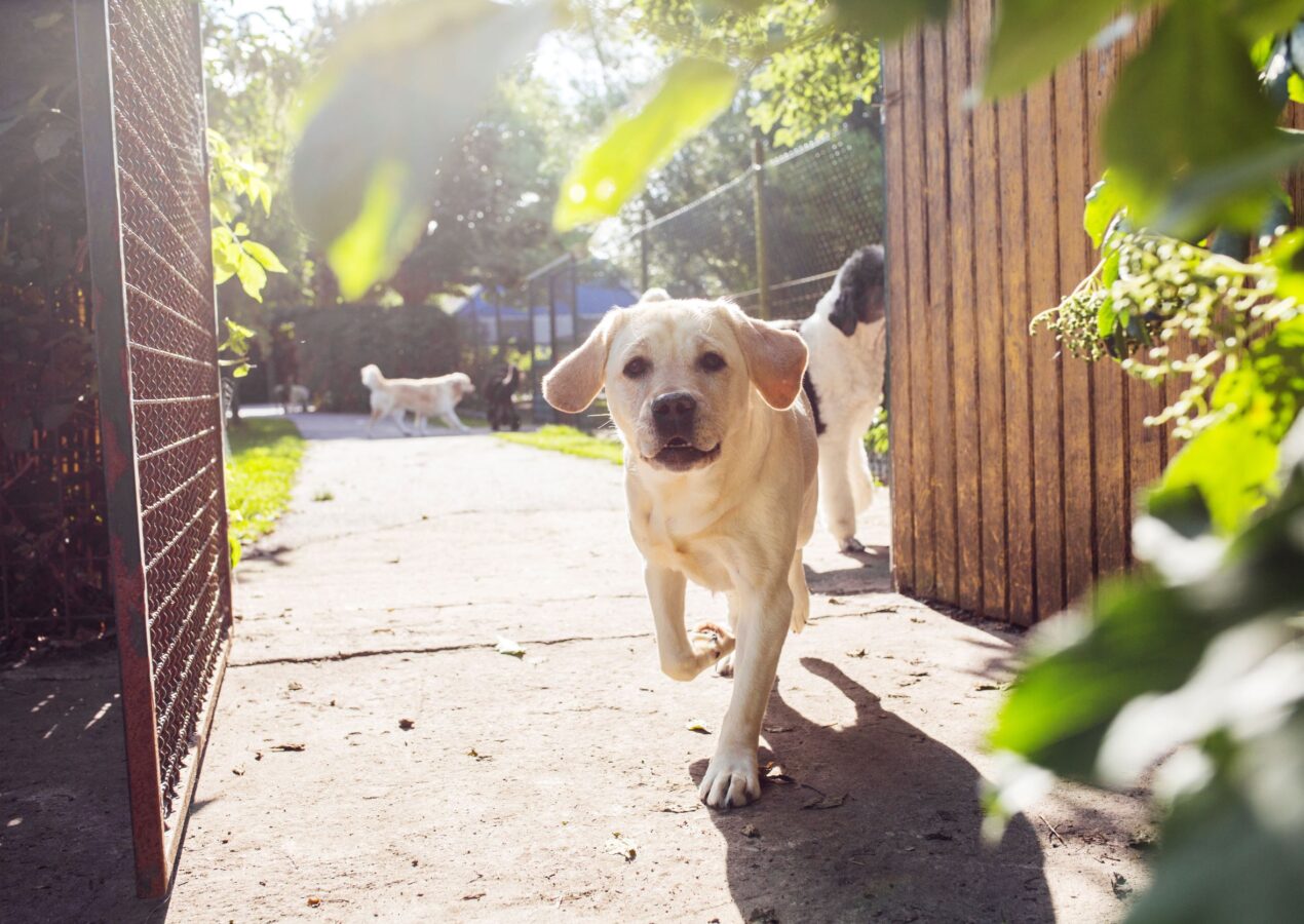 Scopri la vendita medicinali per cani a montesilvano
